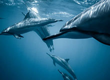 开云体育官方网-瓜帅：希望梅西在巴萨退役 但我不知他会怎么决定